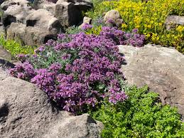 Attēlu rezultāti vaicājumam “Sedum sexangulare flower”