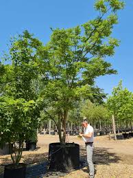 Attēlu rezultāti vaicājumam “Phellodendron amurense”