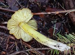 Attēlu rezultāti vaicājumam “Hygrocybe acutoconica”