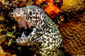 Image result for Gymnothorax moringa