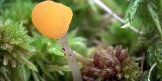 Attēlu rezultāti vaicājumam “Mitrula paludosa”