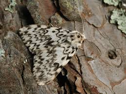 Attēlu rezultāti vaicājumam “Lymantria monacha”