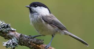 Attēlu rezultāti vaicājumam “Poecile montanus adult”