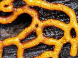 Attēlu rezultāti vaicājumam “Hemitrichia serpula macro”