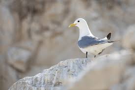 Attēlu rezultāti vaicājumam “Rissa tridactyla adult”