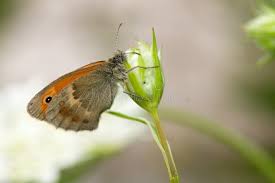 Attēlu rezultāti vaicājumam “Coenonympha pamphilus”