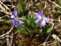Attēlu rezultāti vaicājumam “Viola rupestris”