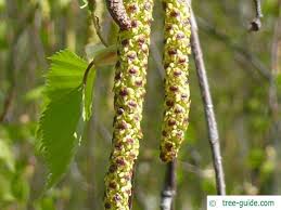Attēlu rezultāti vaicājumam “Betula pendula flower”
