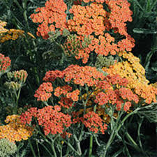 Image result for Achillea millefolium