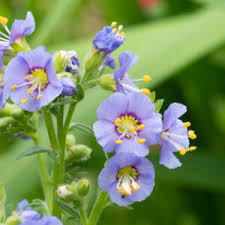 Attēlu rezultāti vaicājumam “Polemonium caeruleum leaf”