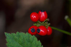 Attēlu rezultāti vaicājumam “Actaea spicata fruit”