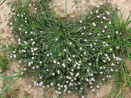 Attēlu rezultāti vaicājumam “Spergularia rubra”