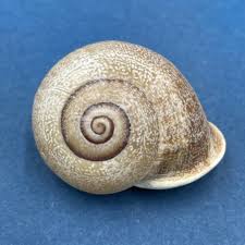 Attēlu rezultāti vaicājumam “Helicidae”