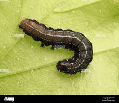 Attēlu rezultāti vaicājumam “Eupsilia transversa”