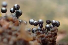 Attēlu rezultāti vaicājumam “Collaria arcyrionema macro”