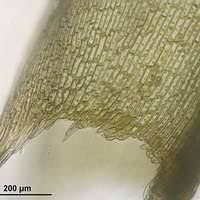 Attēlu rezultāti vaicājumam “Polytrichastrum longisetum”