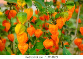 Attēlu rezultāti vaicājumam “Physalis alkekengi flower”