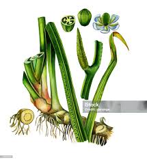 Attēlu rezultāti vaicājumam “Acorus calamus leaf”