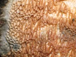 Attēlu rezultāti vaicājumam “Ceriporiopsis resinascens”