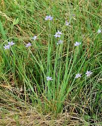 Attēlu rezultāti vaicājumam “Sisyrinchium montanum”