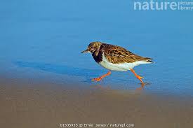 Attēlu rezultāti vaicājumam “Arenaria interpres”