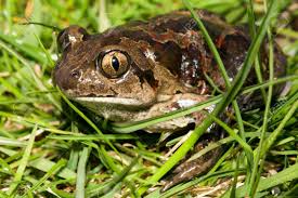 Attēlu rezultāti vaicājumam “Pelobates fuscus”