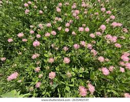 Attēlu rezultāti vaicājumam “Trifolium fragiferum flower”