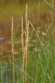 Attēlu rezultāti vaicājumam “Calamagrostis stricta”