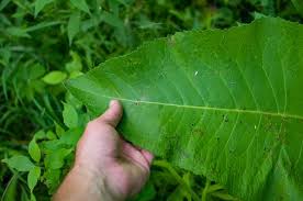 Attēlu rezultāti vaicājumam “Inula helenium leaf”