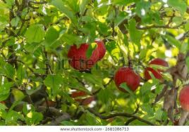 Attēlu rezultāti vaicājumam “Malus domestica”