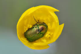Attēlu rezultāti vaicājumam “Cryptocephalus aureolus, Cryptocephalus sericeus”