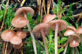 Attēlu rezultāti vaicājumam “Mycena rosella”