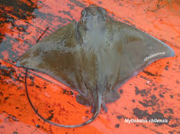 Image result for Myliobatis freminvillei