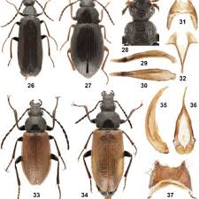 Attēlu rezultāti vaicājumam “Alleculidae”