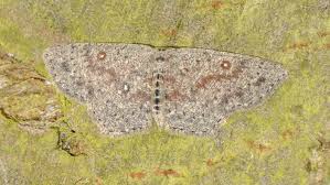 Attēlu rezultāti vaicājumam “Cyclophora pendularia”