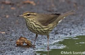 Image result for Seiurus noveboracensis