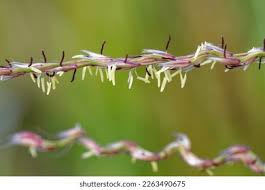 Image result for Miscanthus sinensis Zebrina