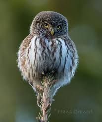 Attēlu rezultāti vaicājumam “Glaucidium passerinum”