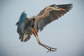 Image result for heron
