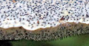 Attēlu rezultāti vaicājumam “Ophiostoma polyporicola”