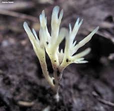 Attēlu rezultāti vaicājumam “Tremellodendropsis tuberosa”