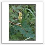 Attēlu rezultāti vaicājumam “Astragalus glycyphyllos fruit”