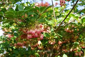 Attēlu rezultāti vaicājumam “Enkianthus chinensis flower”