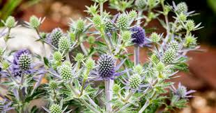 Attēlu rezultāti vaicājumam “Eryngium planum flower”