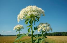 Attēlu rezultāti vaicājumam “Heracleum sosnowskyi flower”