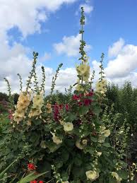 Image result for Alcea rosea `Appleblossom`