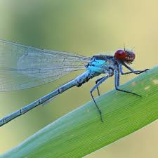 Attēlu rezultāti vaicājumam “Erythromma najas”