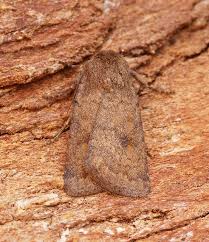 Attēlu rezultāti vaicājumam “Caradrina morpheus”