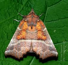 Attēlu rezultāti vaicājumam “Scoliopteryx libatrix”