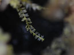 Attēlu rezultāti vaicājumam “Lophocolea minor”